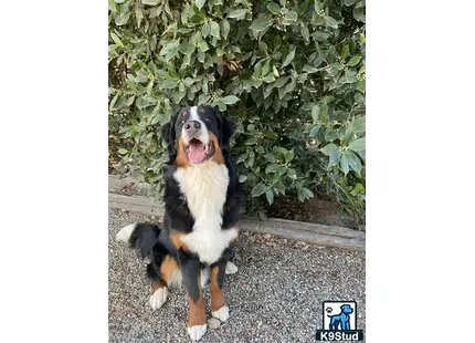 a bernese mountain dog dog sitting on the ground