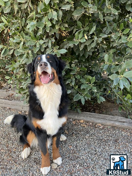 a bernese mountain dog dog sitting on the ground