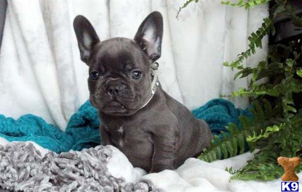 a french bulldog dog sitting on a blanket