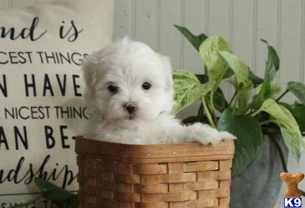 a maltese dog in a basket