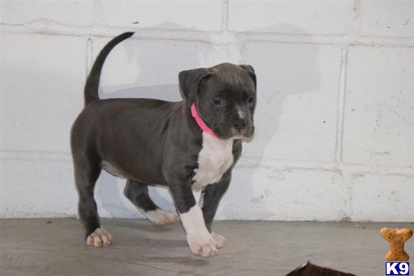 a american bully dog standing on a concrete surface