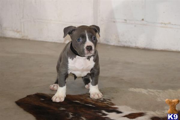 a small american bully dog sitting on the ground