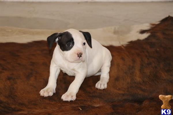 a small white and black american bully puppy