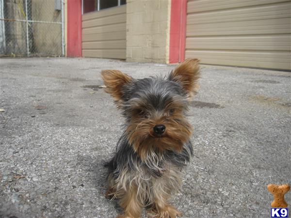 a silky terrier dog sitting on the ground