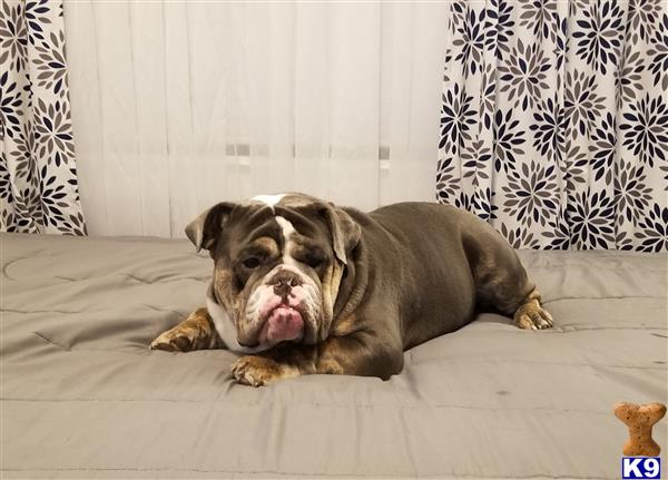 a english bulldog dog lying on a bed