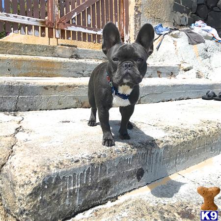 a french bulldog dog standing on a rock