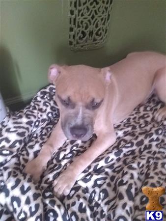 a american pit bull dog lying on a persons chest