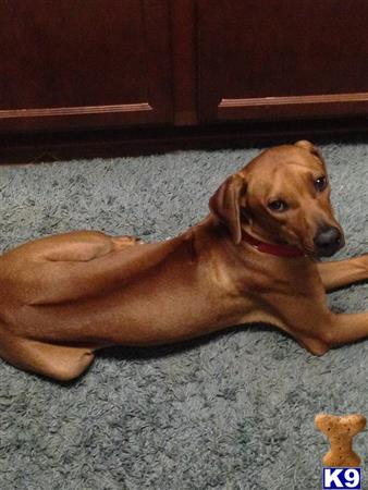 a rhodesian ridgeback dog lying on the floor