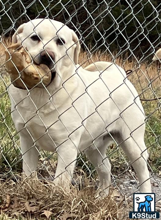 Labrador Retriever stud dog