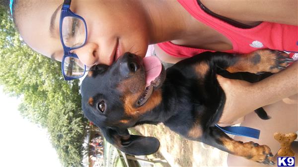 a person holding a dachshund dog