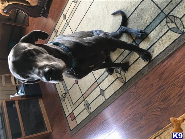 a great dane dog and a cat on a rug