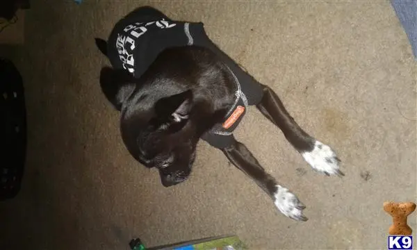 a chihuahua dog wearing a shirt