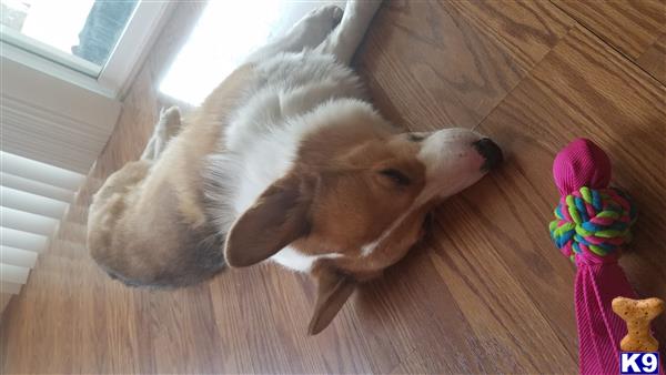 a pembroke welsh corgi dog lying on the floor