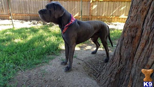 a great dane dog standing next to a tree