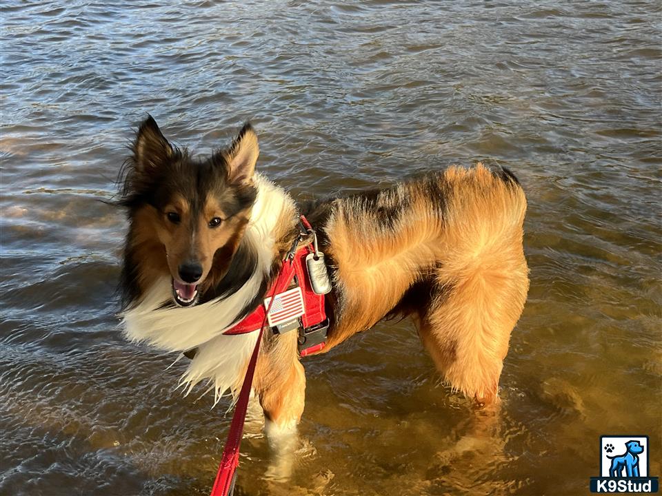 a shetland sheepdog dog with a life jacket in the water