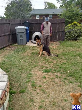 a person and a german shepherd dog in a yard