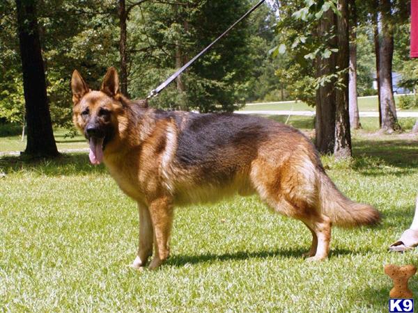 German Shepherd Stud Dog: Sok Z Lintichu SVV1, IPO-1 21 Years old