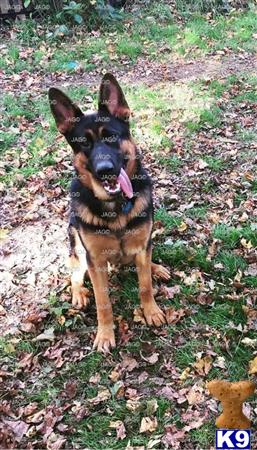 a german shepherd dog sitting on the ground