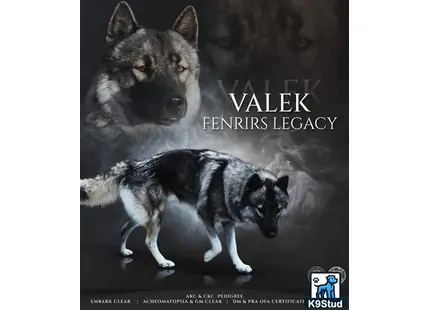 a wolf and a siberian husky dog