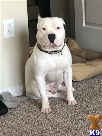 a white american bully dog sitting on the floor