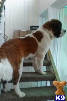 a saint bernard dog standing on a staircase