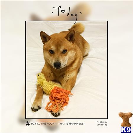 a shiba inu dog with a stuffed animal