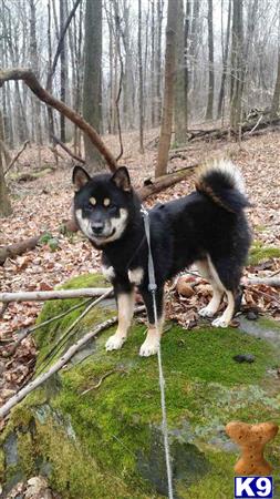 a shiba inu dog on a leash in a wooded area