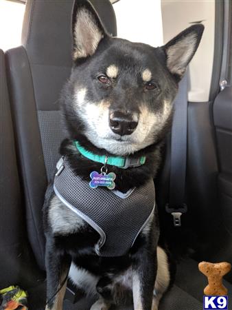 a shiba inu dog wearing a scarf