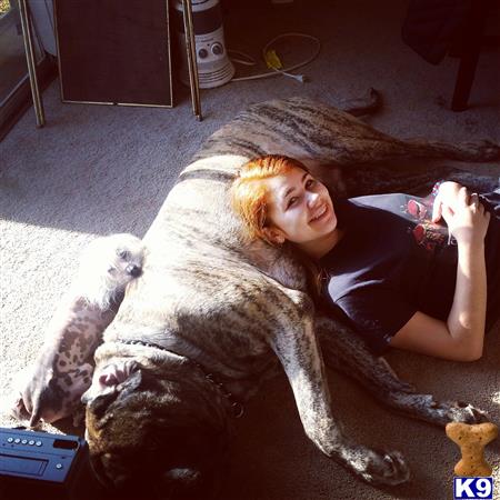 a person lying on the floor with a mastiff dog