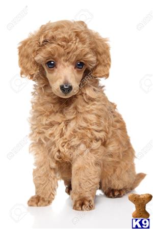 a small brown poodle puppy