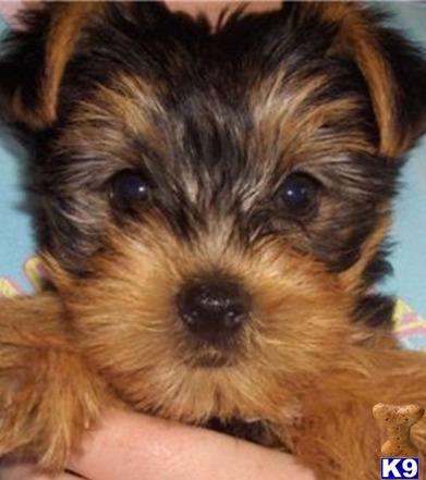 a yorkshire terrier dog with a human hand