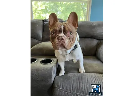 a french bulldog dog sitting on a couch