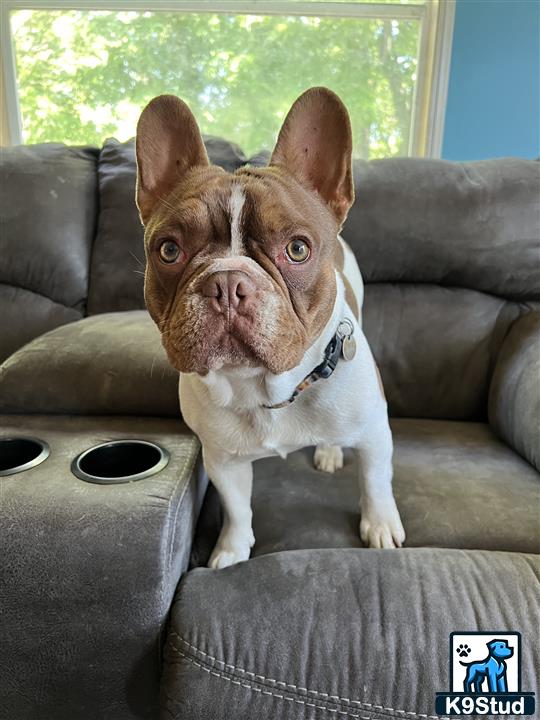 a french bulldog dog sitting on a couch