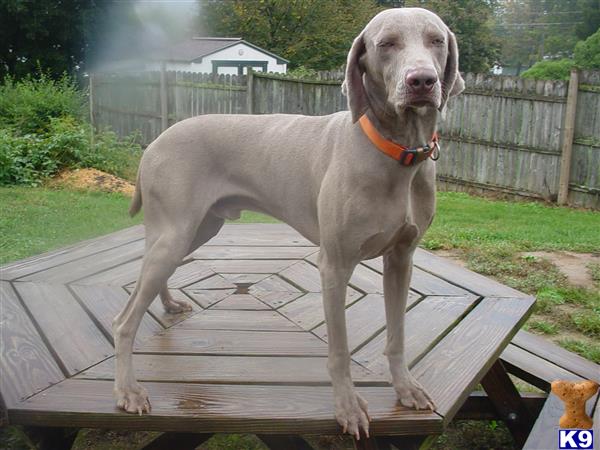 a weimaraner dog standing on a wooden bench