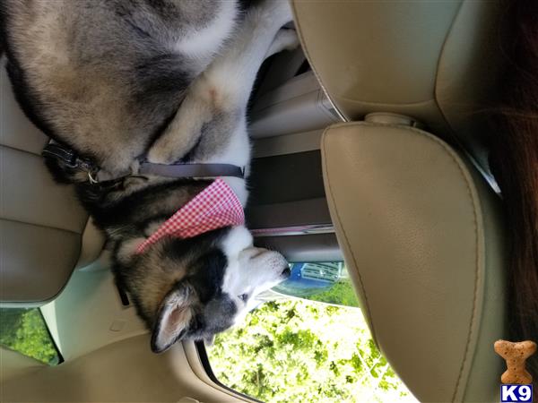 a siberian husky dog eating grass in a car