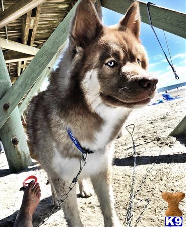 a siberian husky dog standing on dirt