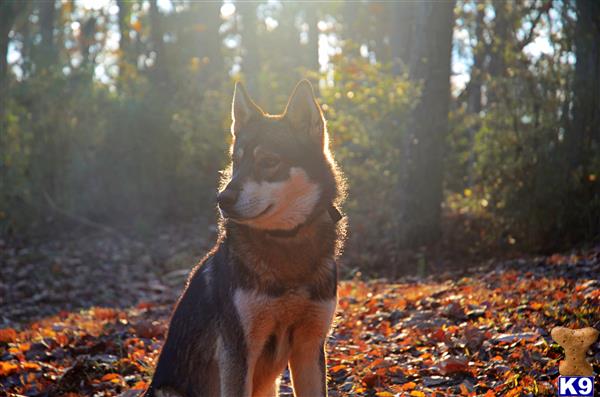 a wolf dog dog standing in a forest