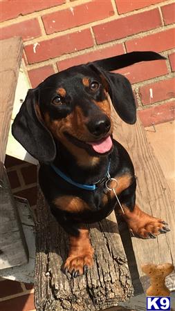 a dachshund dog sitting on a wood floor