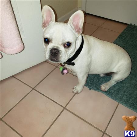 a white french bulldog dog sitting on a tile floor