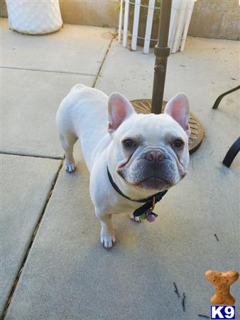 a french bulldog dog standing on a tile floor