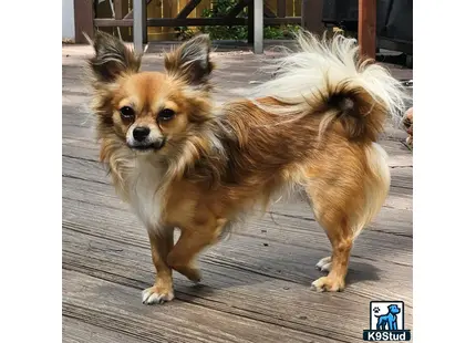 a chihuahua dog standing on a wood floor