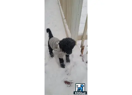 a goldendoodles dog in the snow