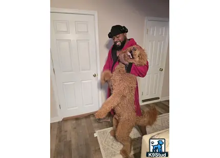 a person holding a goldendoodles dog