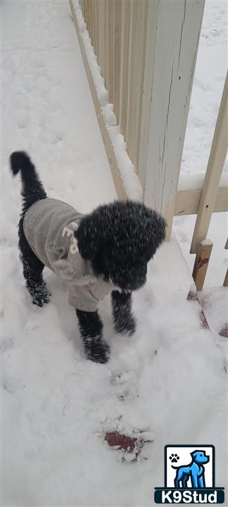 a goldendoodles dog in the snow