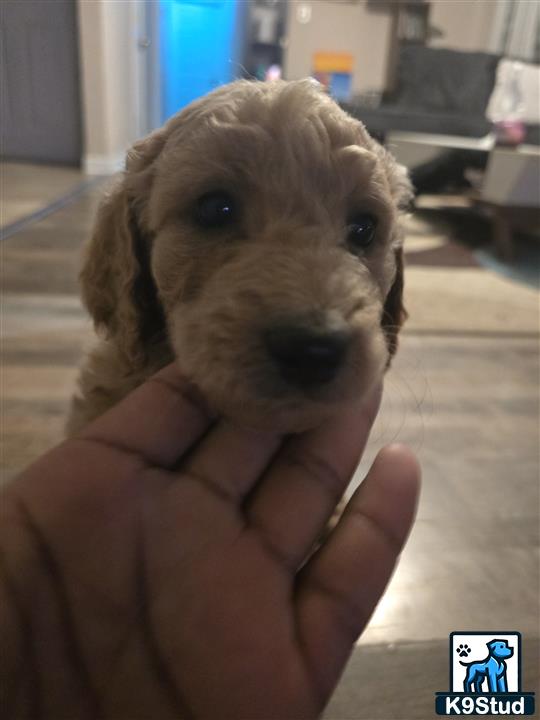 a person holding a goldendoodles dog