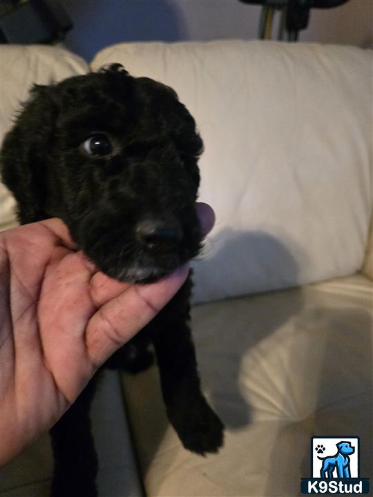 a person holding a goldendoodles dog