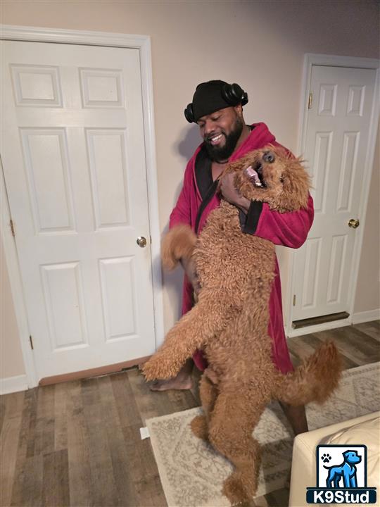 a person holding a goldendoodles dog