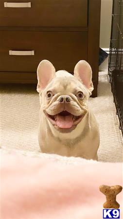 a french bulldog dog with a large nose