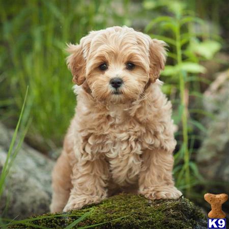 Maltipoo Puppy for Sale: Maltipoo male Ollie