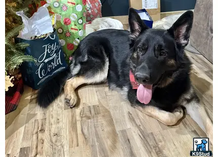 a couple of german shepherd dogs lying on the floor